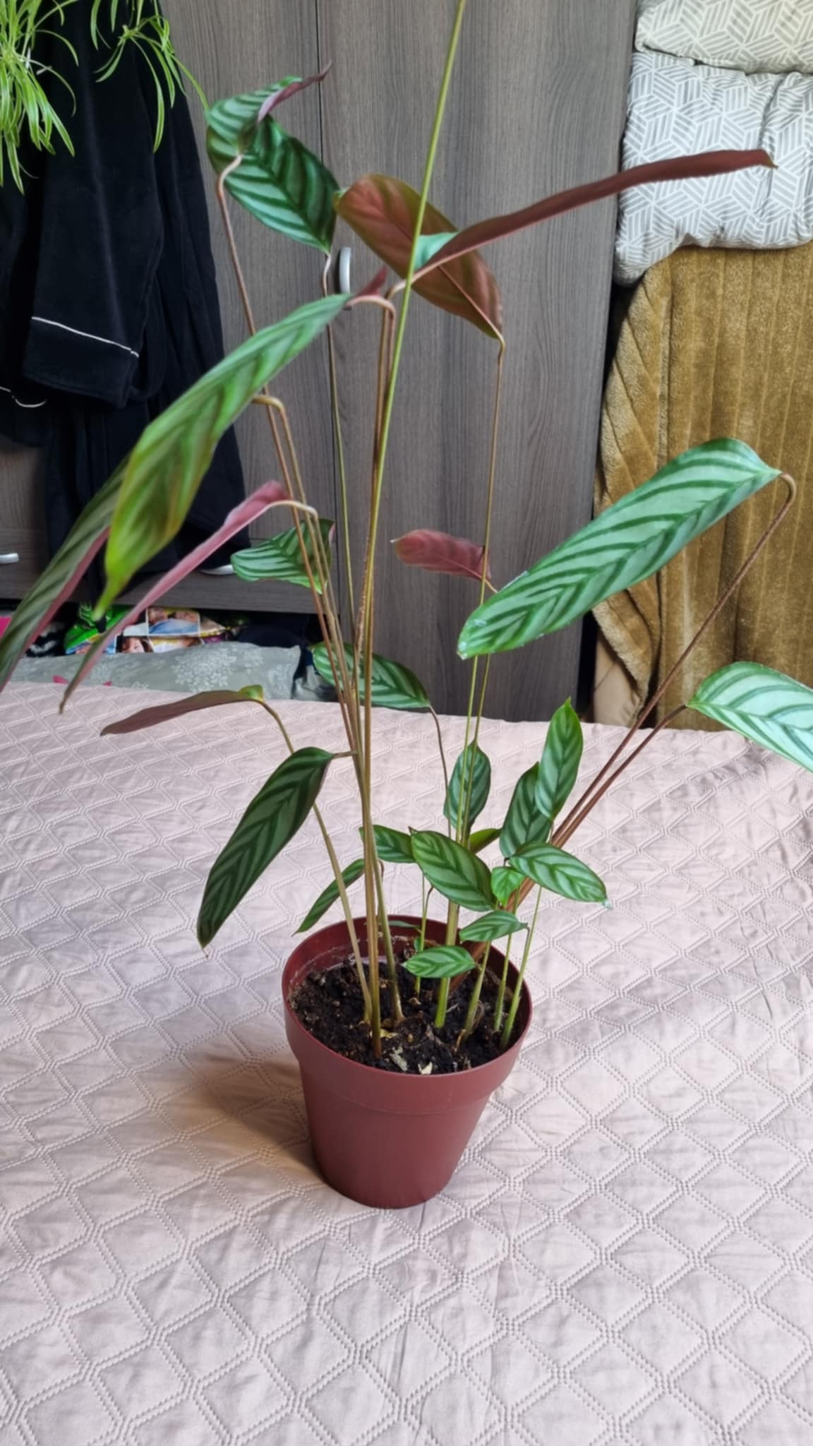 Never Never Plant